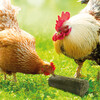 S2G CRISPY BAR LUZERNE POULTRY 3 5KG 4PC