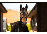 S2G LICOU NYLON CHEVAL BLEU